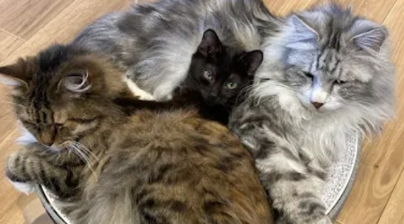 TOYBOBMANIAのサブ写真２